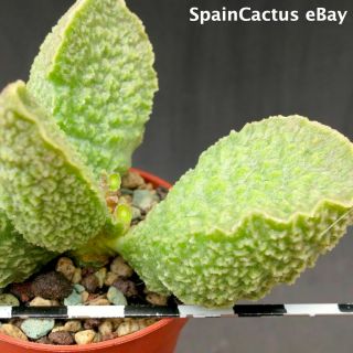 Adromischus marianiae cv.  Limax Arion KING SIZE HYBRID rare succulent plant 26/5 2