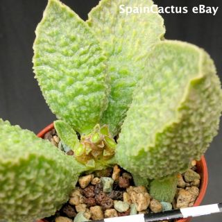 Adromischus marianiae cv.  Limax Arion KING SIZE HYBRID rare succulent plant 26/5 3