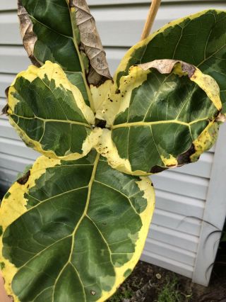 Ficus Lyrata Variegata Variegated Fiddle Leaf Fig Rare Tropical Plant