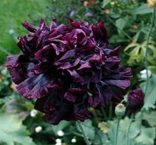 Rare Various Color Chinese Peony Root Perennial Resistant Flower Diy