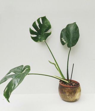 Rare Variegated Monstera deliciosa ' Thai Constellation ' - Large,  healthy roots. 2