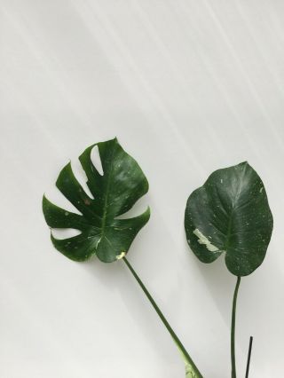 Rare Variegated Monstera deliciosa ' Thai Constellation ' - Large,  healthy roots. 3