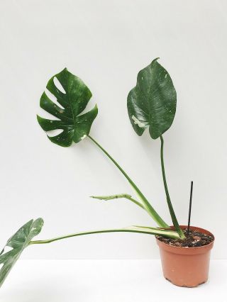 Rare Variegated Monstera deliciosa ' Thai Constellation ' - Large,  healthy roots. 4