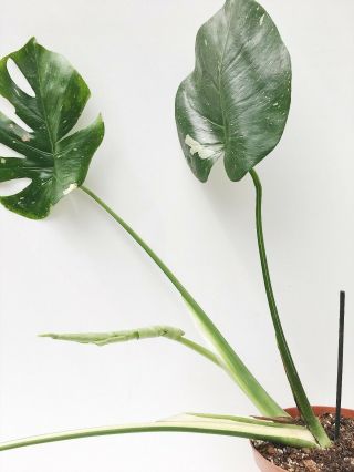 Rare Variegated Monstera deliciosa ' Thai Constellation ' - Large,  healthy roots. 6