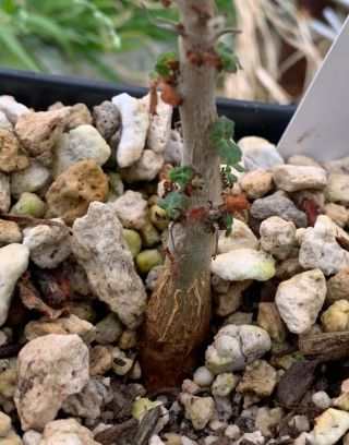 Boswellia saca plant,  Frankincense,  rare seed grown 2