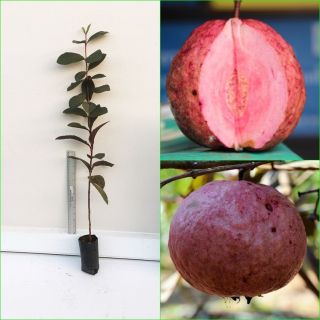 Thai Red Guava Plant Rare Red Bangkok Var.  Special Taste Tropical Tree 22 " Tall