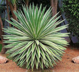 Agave Angustifolia Variegated Exotic Succulent Rare Cactus Seed Plant 100 Seeds