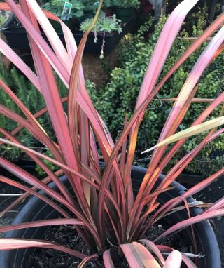 Live Plant - Phormium Sunrise Flax Pink With Green Edges Rare Specialty Designer