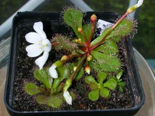 Drosera Whittakeri Scented Sundew Perennial Carnivorous Plant 5 Rare Seeds