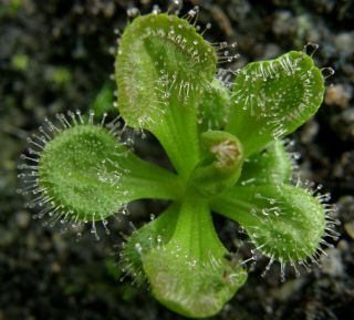 Drosera Whittakeri Scented Sundew Perennial Carnivorous Plant 5 Rare Seeds 3
