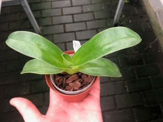 Paphiopedilum Randsii `beauty Sib Rare - Orchid Species