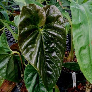 Anthurium Recavum " Special Form ",  Outstanding Example Of A Rare Colombian Aroid