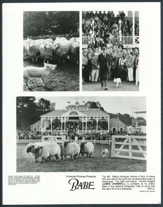 Babe ’95 James Cromwell Pig Sheep Very Rare Photo