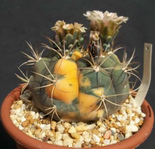 Gymnocalycium Pflanzii V Albipulpa Variegated Rare Cactus Seed Cacti 100 Seeds