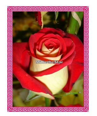 25 Perennial Red Pink White Rose Seeds Rare Exotic White Rose Plants Flowers
