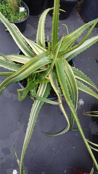 Aloe Camperi Variegated Rare Succulent Collectors Plant