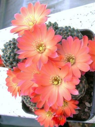 Lobivia Haagei Rare Rebutia Cactus Plant Flower Succulent Cacti Seed 100 Seeds