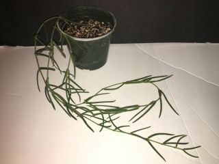 Hoya Linearis In 4” Pot.  Usa Seller Rare Hoya