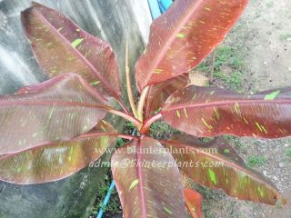 Rare Musa Banana " Red Variegated " Tropical Succulent Plant,  Phyto@