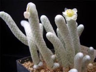 Anacampseros Papyracea Avonia Exotic Succulent Rare Cactus 10 Fresh Seeds