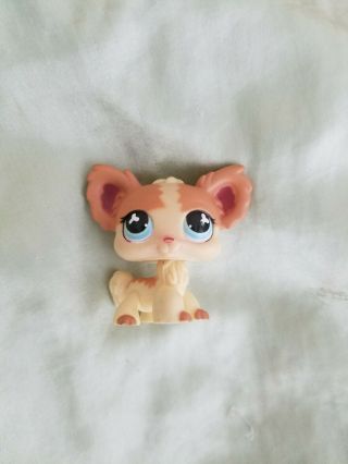 Littlest Pet Shop Chihuahua 765 Extremely Rare Discontinued
