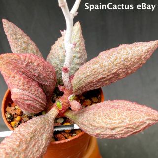Adromischus Marianiae Cv.  Ebony Red & Brown Leaf Hybrid Rare Succulent Pant 30/6