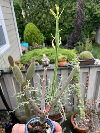 Extremely Rare Variegated Euphorbia Tirucalli Pencil Cactus Succulent 1 Cutting