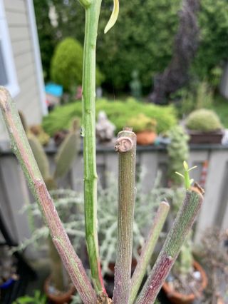 Extremely Rare Variegated Euphorbia Tirucalli Pencil Cactus Succulent 1 Cutting 4