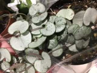 2 X Ceropegia Woodii Silver Glory String Of Hearts House Plant - Rare