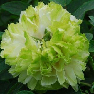 Green Peony Roots Perennial Impressive Resistant Flower Fresh Ground Potted Rare
