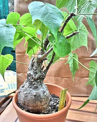 1 Bulb Firmiana Colorata Sterculia Plant Tree Rare Caudex Succulent Bonsai