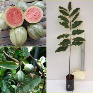 Variegated Guava Live Plant Unique With The Sweetest Fruit,  20 " Tall Rare