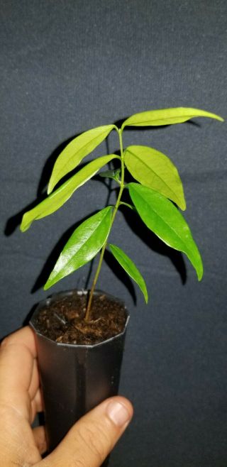 Rare Rainforest Plum (eugenia Candolleana) " Giant Fruit " Fruit Tree Seedling