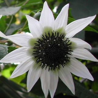 Extremely Rare - White " Tree Sunflower " - Rojasianthe Superba