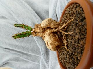 Euphorbia Scitula / Benguela Region - Angola / - Extremely Rare - Old Seedling