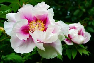 Rare Peony Plant Root Perennial White And Pink Beauty Stunning Flower Bonsai Top