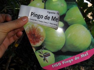 Rare Figs Honey Drop Fig Tree Ficus Carica Pingo De Mel 3 Fresh Cuttings