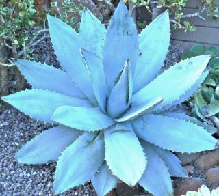 Agave Titanota Blue,  Hardy Exotic Succulent Aloe Rare Rose Plant Seed 50 Seeds