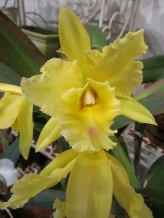 Rare Orchids - Lc Golden Sands 