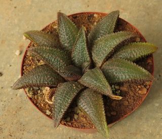 Haworthia (haworthiopsis) Koelmaniorum - Seed Grown - Rare And Choice Species