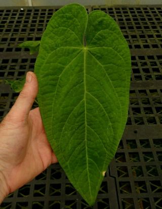 Anthurium rotolantei - gorgeous,  rare pebble leaf tropical aroid,  specimen size 3
