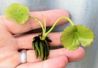 2x Banana Lily Plant Nymphoides Aquatica Rare Live Plant Uk