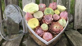17 Greenovia Mountain Rose Combo Korean Rare Succulent In 6 " Heart Gift Box