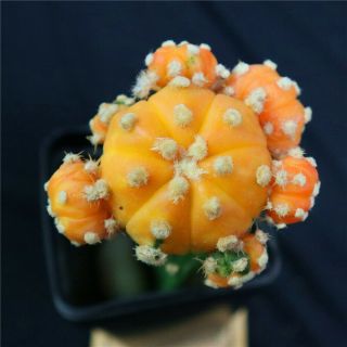 Astrophytum Asterias Variegate - With Rootstock - Rare Cactus Cacti 4623