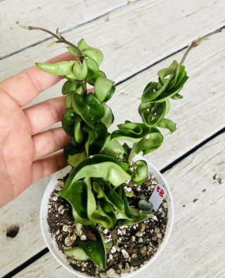 28 Hindu Indian Rope Hoya Exotic LivePlants In 5” Pot 2 Plants Very Rare 3