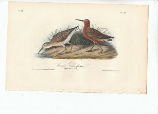 Rare 1st Ed Audubon Birds Of America 8vo Print 1840: Curlew Sandpiper.  333