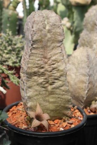 Whitesloanea crassa 20 seeds rare Succulent Ariocarpus Pseudolithos 2