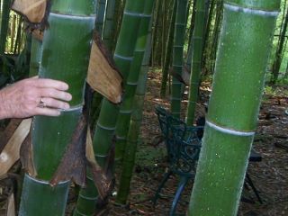 1000 Fresh Moso_bamboo_seeds Phyllostachys Pubescens Giant Bamboo Rare