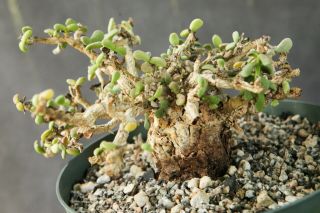 Ceraria Pygmaea Bonsai Succulent Old Specimen Tree Caudex Caudiciform Rare