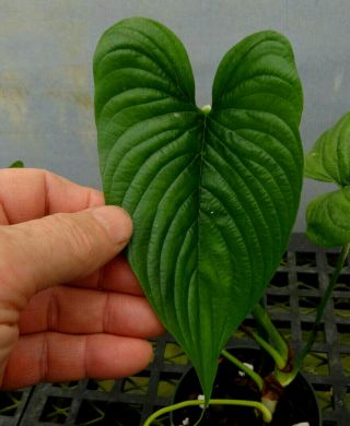 Philodendron furcatum - very rare,  compact satin leaf ornamental tropical aroid 5